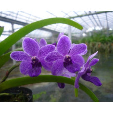 Rhy. Gigantea x Vasco Rhy. Gigantea x Vasco