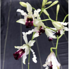 Schomburgkia Albopurpurea