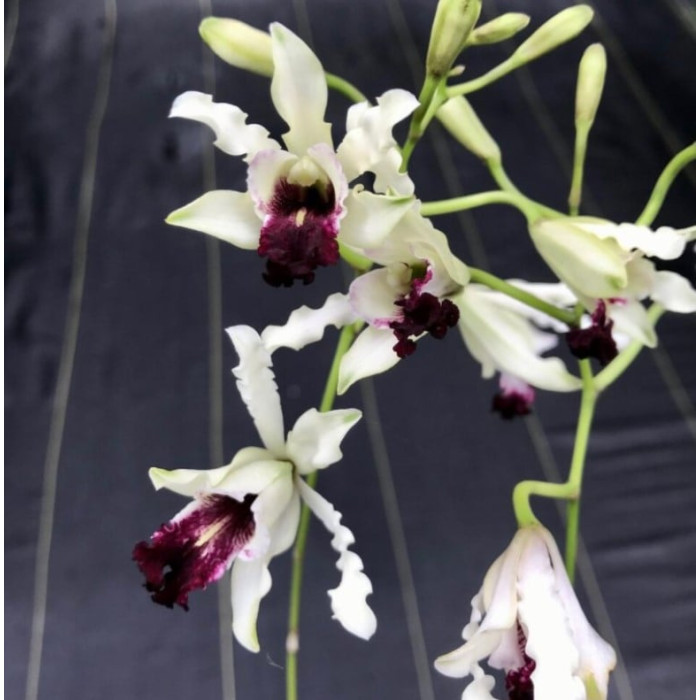 Schomburgkia Albopurpurea