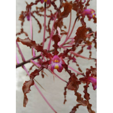 Schomburgkia Lueddemannii