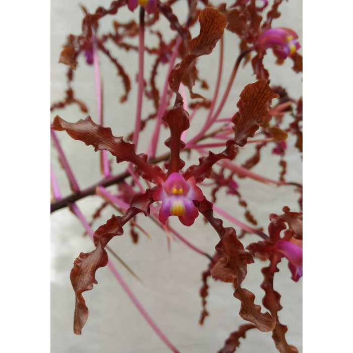 Schomburgkia Lueddemannii