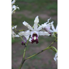 Schomburgkia Thomsoniana Semi Alba