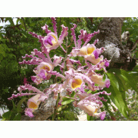 Schomburgkia Thomsoniana pink
