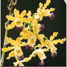 Schomburgkia Thomsoniana yellow