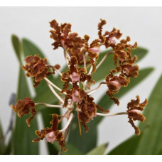 Schomburgkia Crispa Schomburgkia Crispa