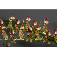 Sigmatostalix Renatoi