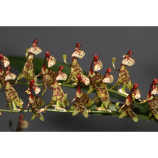 Sigmatostalix Renatoi