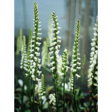 Spiranthes Cernua Spiranthes Cernua