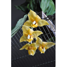Stanhopea Connata Stanhopea Connata