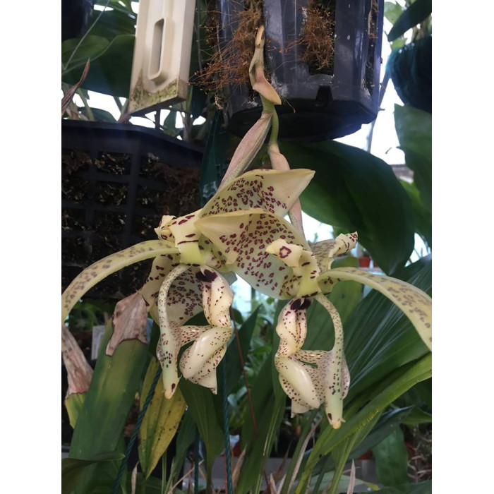 Stanhopea Deltoidea Stanhopea Deltoidea