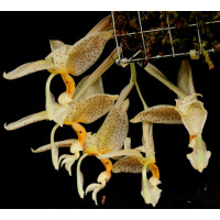 Stanhopea Dodsoniana