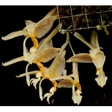 Stanhopea Dodsoniana Stanhopea Dodsoniana