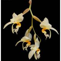 Stanhopea Embreei 1,7