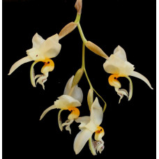 Stanhopea Embreei 1,7 Stanhopea Embreei 1,7