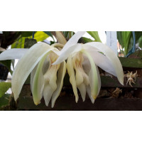 Stanhopea Grandiflora
