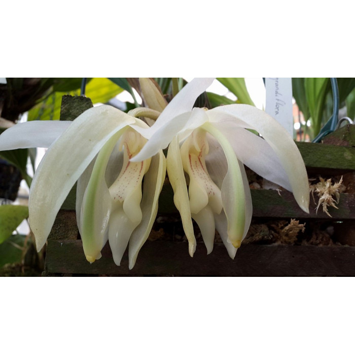Stanhopea Grandiflora