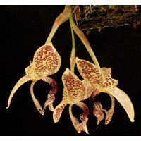 Stanhopea Guttulata 1,7
