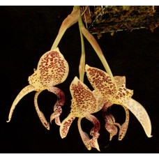 Stanhopea Guttulata 1,7 Stanhopea Guttulata 1,7