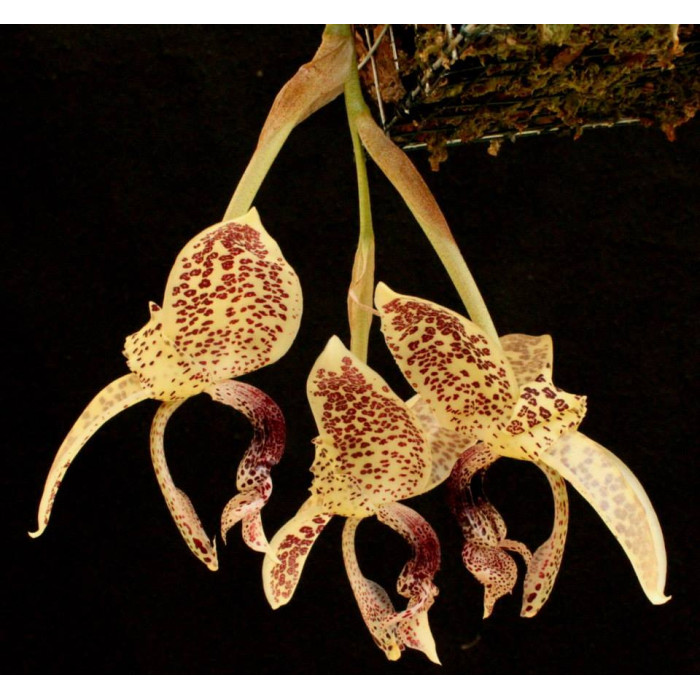 Stanhopea Guttulata 1,7