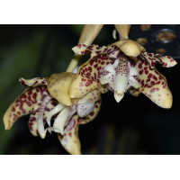 Stanhopea Hernandezii 1,7