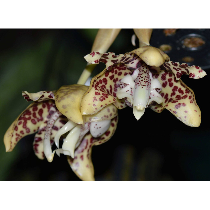Stanhopea Hernandezii 1,7