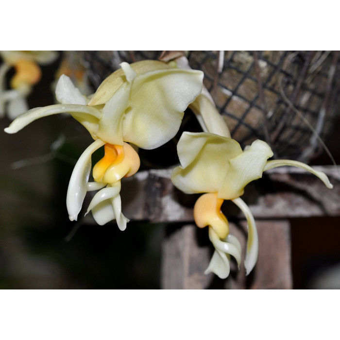 Stanhopea Intermedia