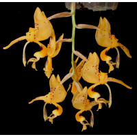 Stanhopea Jenischiana 1,7