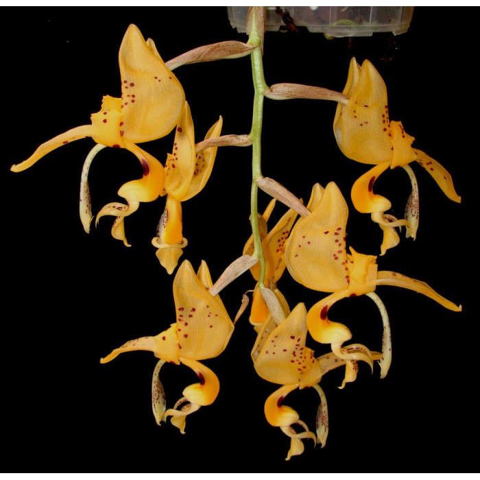 Stanhopea Jenischiana 1,7
