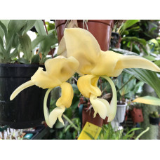 Stanhopea Maduroi 1,7 Stanhopea Maduroi 1,7