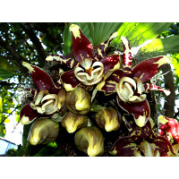 Stanhopea Nigroviolacea