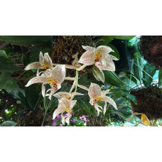 Stanhopea Oculata