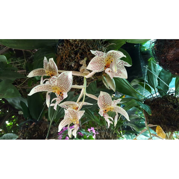 Stanhopea Oculata