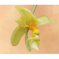 Stanhopea Penelope Stanhopea Penelope