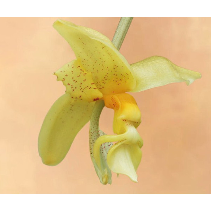 Stanhopea Penelope Stanhopea Penelope