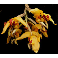 Stanhopea Posadae