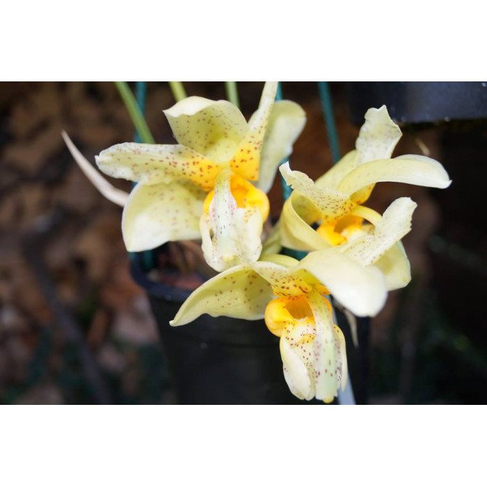 Stanhopea Radiosa