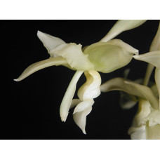 Stanhopea Ruckeri var. Alba 1,7 Stanhopea Ruckeri var. Alba 1,7