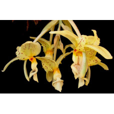 Stanhopea Ruckeri 1,7 Stanhopea Ruckeri 1,7
