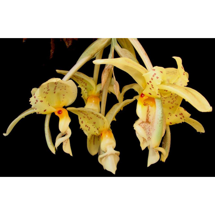 Stanhopea Ruckeri 1,7