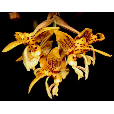 Stanhopea Shuttleworthii Stanhopea Shuttleworthii