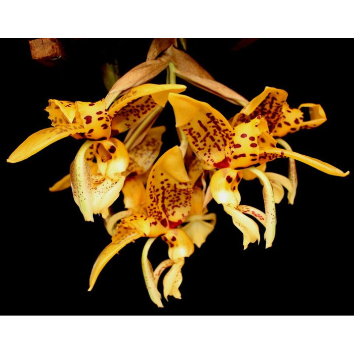 Stanhopea Shuttleworthii
