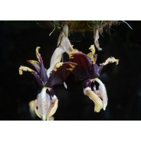 Stanhopea Tigrina var. Nigroviolacea 1,7