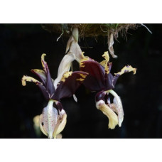 Stanhopea Tigrina var. Nigroviolacea 1,7 Stanhopea Tigrina var. Nigroviolacea 1,7