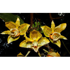 Stanhopea Wardii 1,7 Stanhopea Wardii 1,7