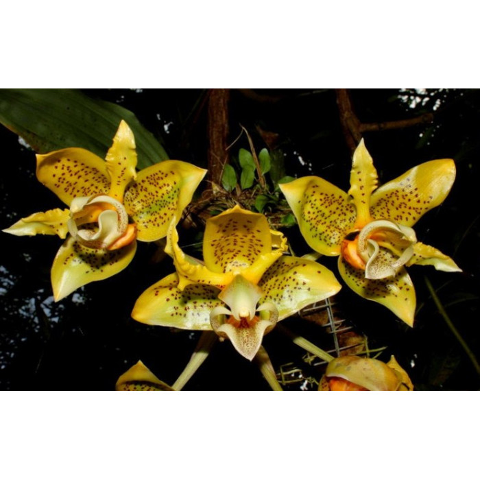 Stanhopea Wardii