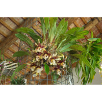Stanhopea Nigroviolacea 1,7