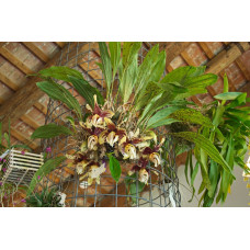 Stanhopea Nigroviolacea 1,7 Stanhopea Nigroviolacea 1,7