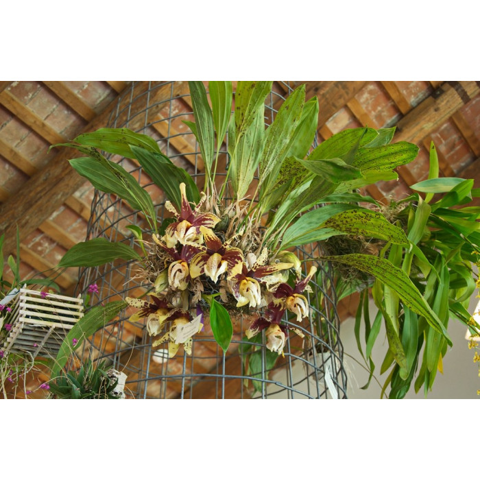 Stanhopea Nigroviolacea 1,7