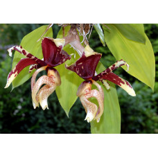Stanhopea Tigrina