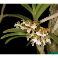Trich. Triflora 1,7 Trich. Triflora 1,7